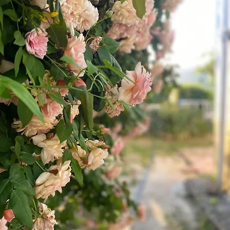 El Carmen Yoga House 别墅 龙达
